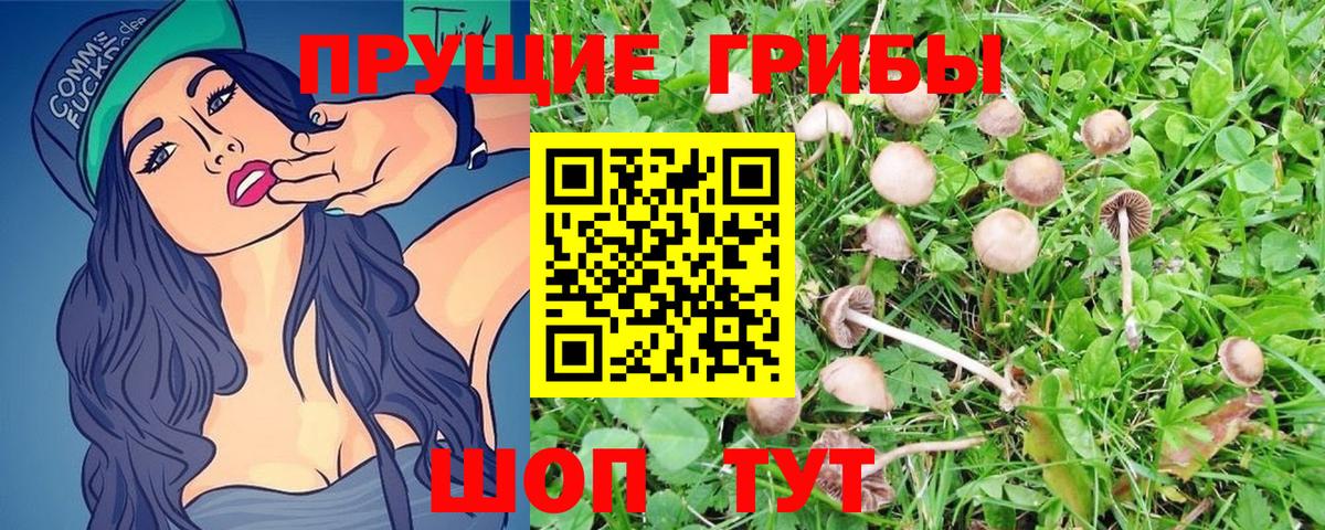 Псилоцибиновые грибы GOLDEN TEACHER Бирск